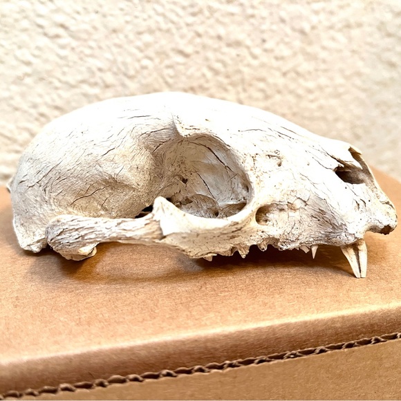 Other - Skull. Small Animal. Found in High Desert. Art Prop or collect. Cool!